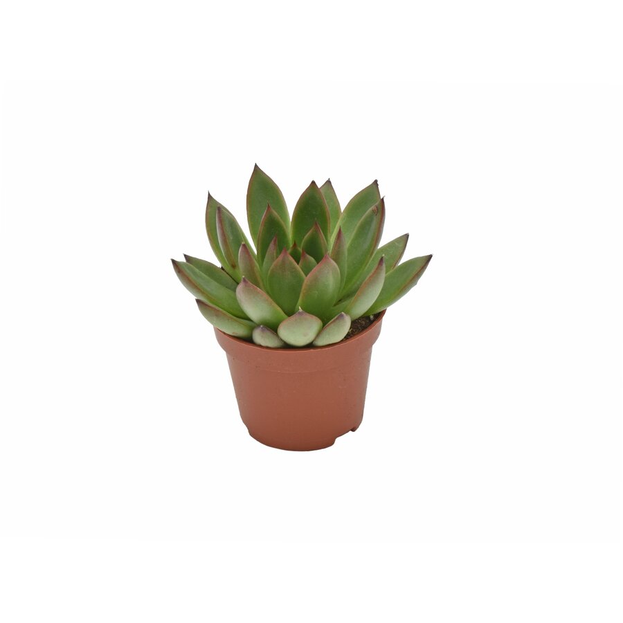 Echeveria agavoides Ami-Fiesta | 6 cm pot | 9 cm hoog | compacte vetplant