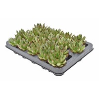Echeveria agavoides Ami-Fiesta | 6 cm pot | 9 cm hoog | compacte vetplant