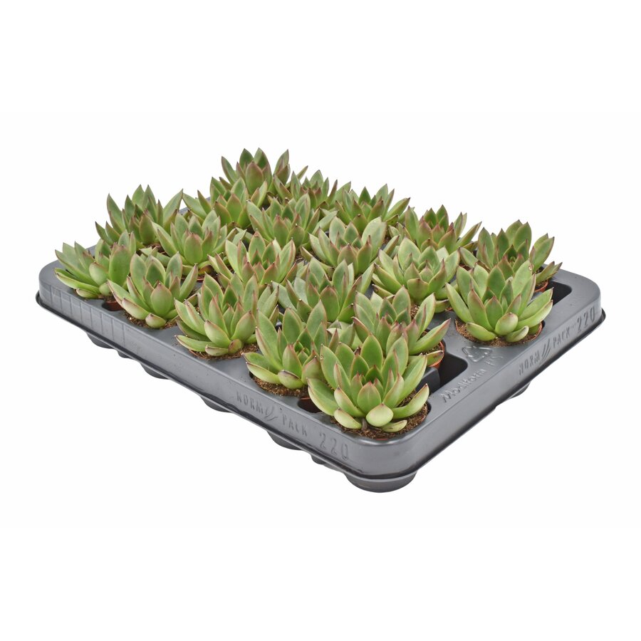 Echeveria agavoides Ami-Fiesta | 6 cm pot | 9 cm hoog | compacte vetplant