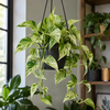 Epipremnum aureum 'Snow Leopard' | hangpot | 10,5 cm pot | 32 cm hoog