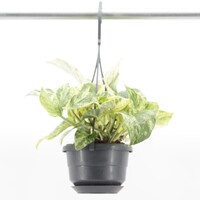 Epipremnum aureum 'Snow Leopard' in hangpot | bontbladige terrarium en kamerplant | 10,5 cm pot | 32 cm hoog
