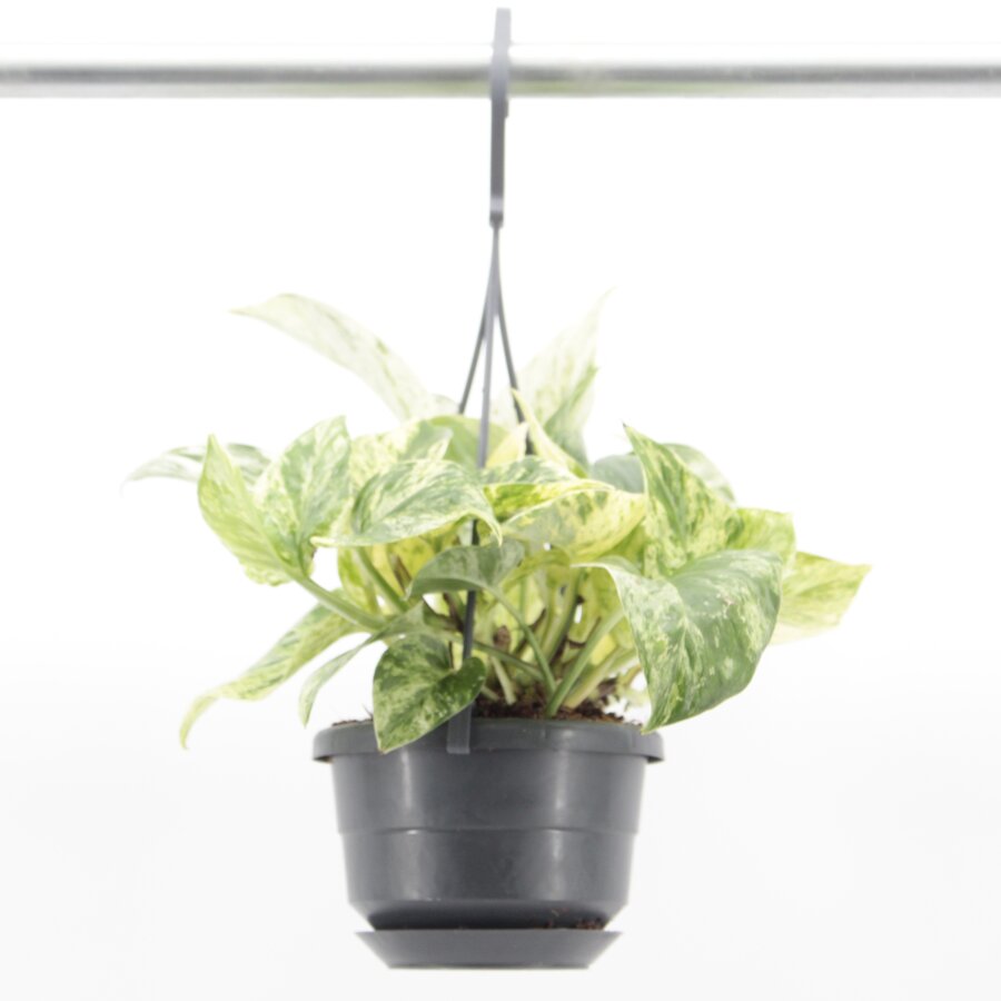 Epipremnum aureum 'Snow Leopard' in hangpot | bontbladige terrarium en kamerplant | 10,5 cm pot | 32 cm hoog