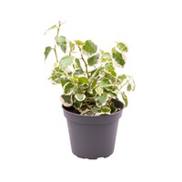 Ficus pumila | 6 cm pot | 12 cm hoog | klimmende terrarium en kamerplant