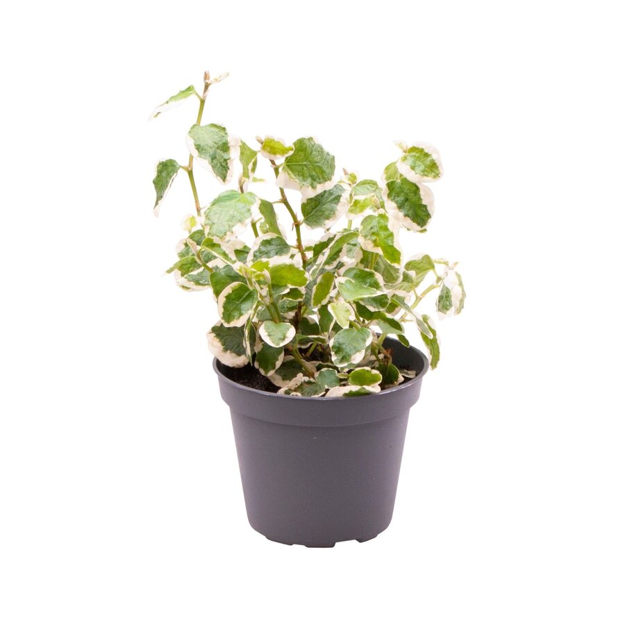 Ficus pumila | 6 cm pot | 12 cm hoog | klimmende terrarium en kamerplant