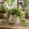 Ficus pumila | 6 cm pot | 12 cm hoog