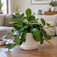 Hoya australis wasbloem | terrarium en kamerplant | 6 cm pot | 13 cm hoog
