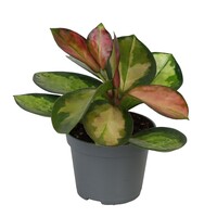 Hoya australis wasbloem | terrarium en kamerplant | 6 cm pot | 13 cm hoog