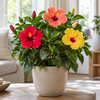 Hibiscus rosa sinensis ‘Adonis’ Mix | pot 12 cm | 30 cm | per stuk