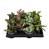 Hoya gemengd | 6 cm pot | 13 cm hoog | per stuk