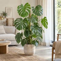 Monstera deliciosa Pertusum | grote gatenplant | 24 cm pot | circa 115 cm hoog
