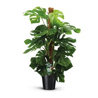 Monstera deliciosa Pertusum | grote gatenplant | 24 cm pot | circa 115 cm hoog
