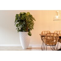 Monstera deliciosa Pertusum | grote gatenplant | 24 cm pot | circa 115 cm hoog