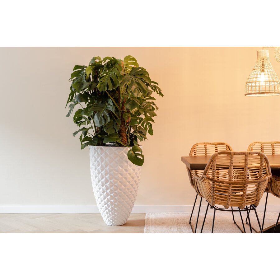 Monstera deliciosa Pertusum | grote gatenplant | 24 cm pot | circa 115 cm hoog