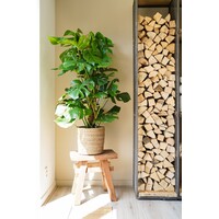 Monstera deliciosa Pertusum | grote gatenplant | 24 cm pot | circa 115 cm hoog