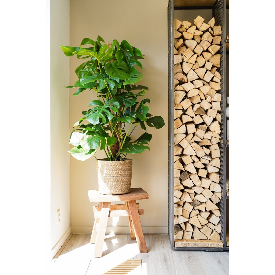 Monstera deliciosa Pertusum | grote gatenplant | 24 cm pot | circa 115 cm hoog