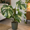 Monstera deliciosa 'Thai Constellation' | 17 cm pot | 55 cm hoog