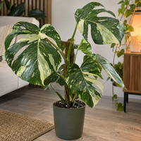 Monstera deliciosa 'Thai Constellation' | exclusieve bonte gatenplant | 17 cm pot | 55 cm hoog