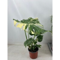 Monstera deliciosa 'Thai Constellation' | exclusieve bonte gatenplant | 17 cm pot | 55 cm hoog