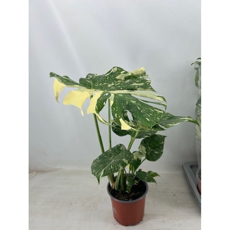 Monstera deliciosa 'Thai Constellation' | exclusieve bonte gatenplant | 17 cm pot | 55 cm hoog