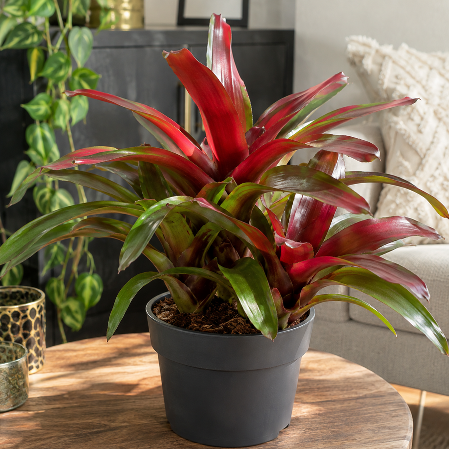 Neoregelia 'Fireball' bromelia | 15 cm pot | 45 cm hoog | 3 planten per pot