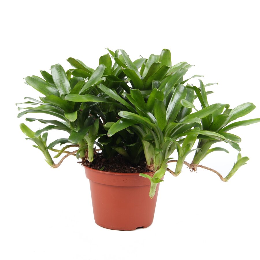 Neoregelia 'Fireball' bromelia | 15 cm pot | 45 cm hoog | 3 planten per pot