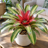 Neoregelia 'Freddie' | 12 cm pot | 35 cm hoog
