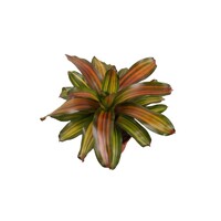 Neoregelia 'Freddie' bromelia | 12 cm pot | 35 cm hoog