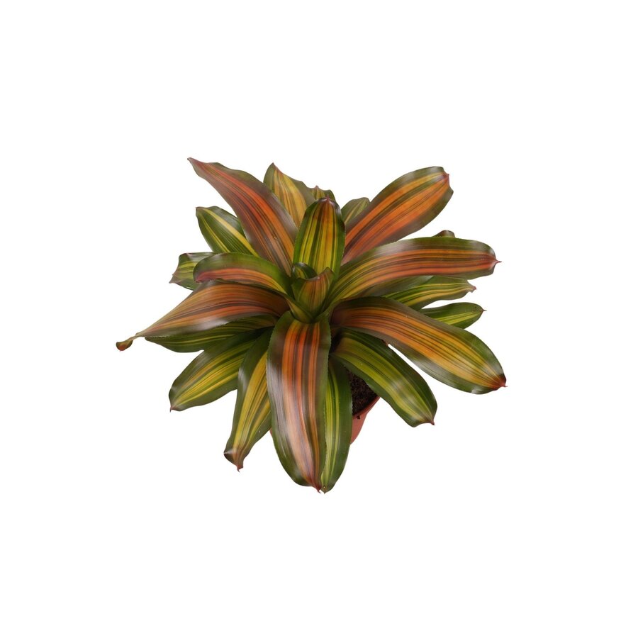 Neoregelia 'Freddie' bromelia | 12 cm pot | 35 cm hoog