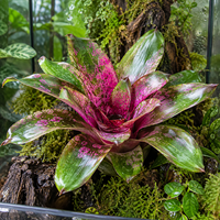 Neoregelia Galaxy bromelia | 12 cm pot | ca. 35 cm hoog