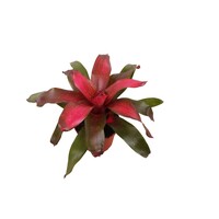 Neoregelia Galaxy bromelia | 12 cm pot | ca. 35 cm hoog