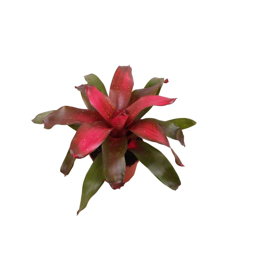 Neoregelia Galaxy bromelia | 12 cm pot | ca. 35 cm hoog