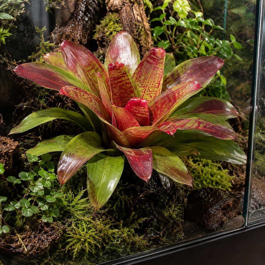 Neoregelia gemengd diverse kleuren en soorten | 15 cm pot | 45 cm hoog | per stuk