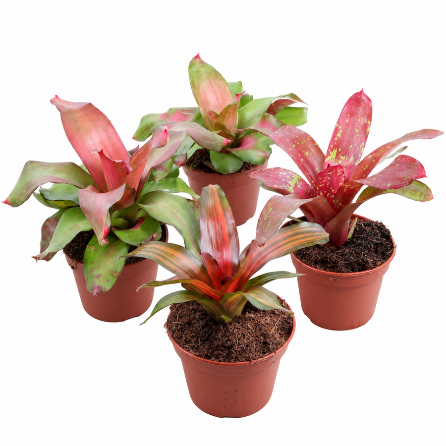 Neoregelia gemengd diverse kleuren en soorten | 15 cm pot | 45 cm hoog | per stuk