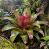 Neoregelia gemengd | per stuk | 12 cm pot | 40 cm hoog