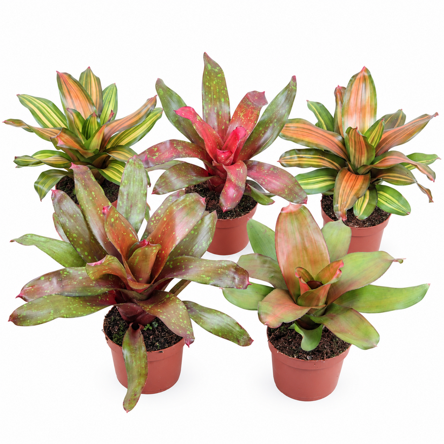 Neoregelia gemengd diverse kleuren en soorten | per stuk | 12 cm pot | circa 40 cm hoog