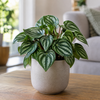 Peperomia gemengd | 5,5 cm pot | 10 cm hoog | per stuk