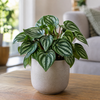 Peperomia gemengd | diverse terrarium en kamerplanten | 5,5 cm pot | 10 cm hoog | per stuk