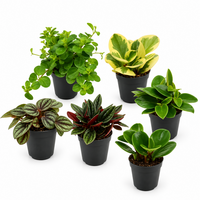 Peperomia gemengd | diverse terrarium en kamerplanten | 5,5 cm pot | 10 cm hoog | per stuk