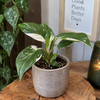 Philodendron White Wizard | pot 6 cm | 16 cm hoog
