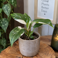 Philodendron White Wizard | witbonte terrarium en kamerplant | pot 6 cm | 16 cm hoog