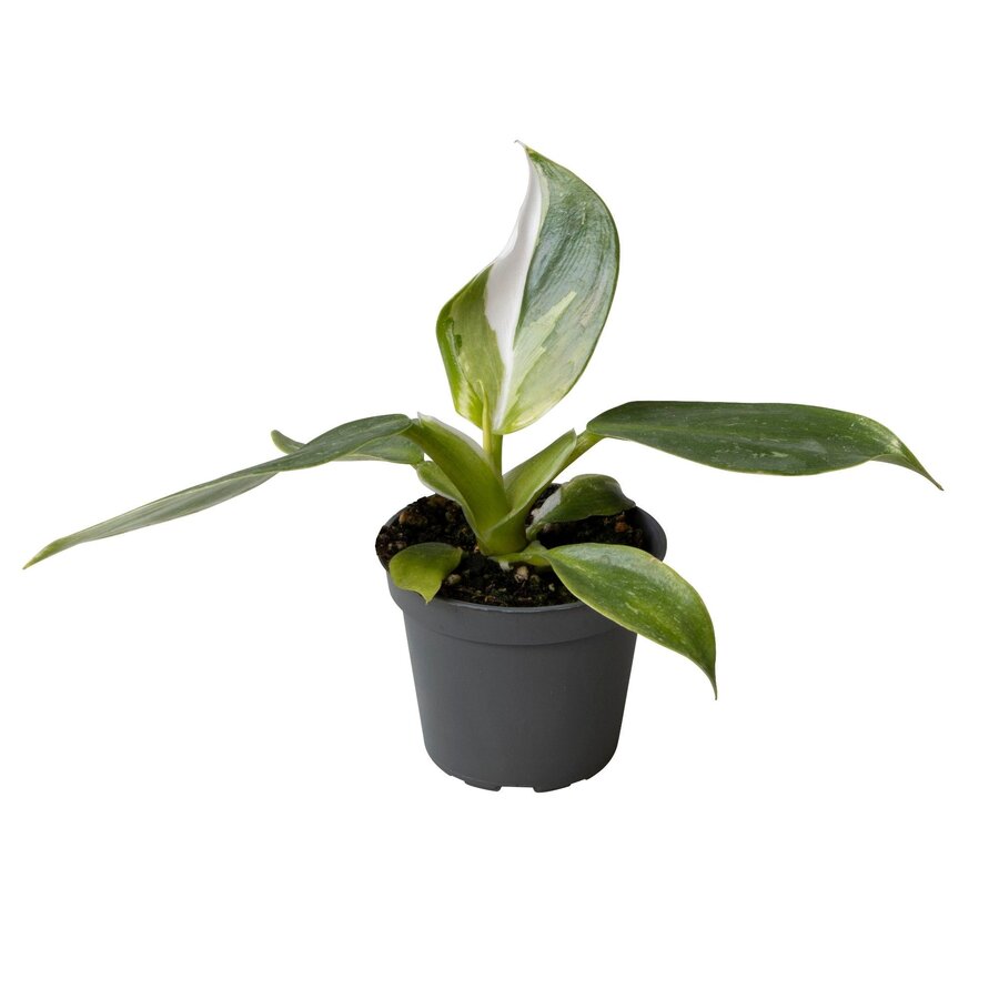Philodendron White Wizard | witbonte terrarium en kamerplant | pot 6 cm | 16 cm hoog
