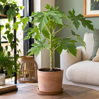 Carica papaya papajaplant | 14 cm pot | 40 cm hoog