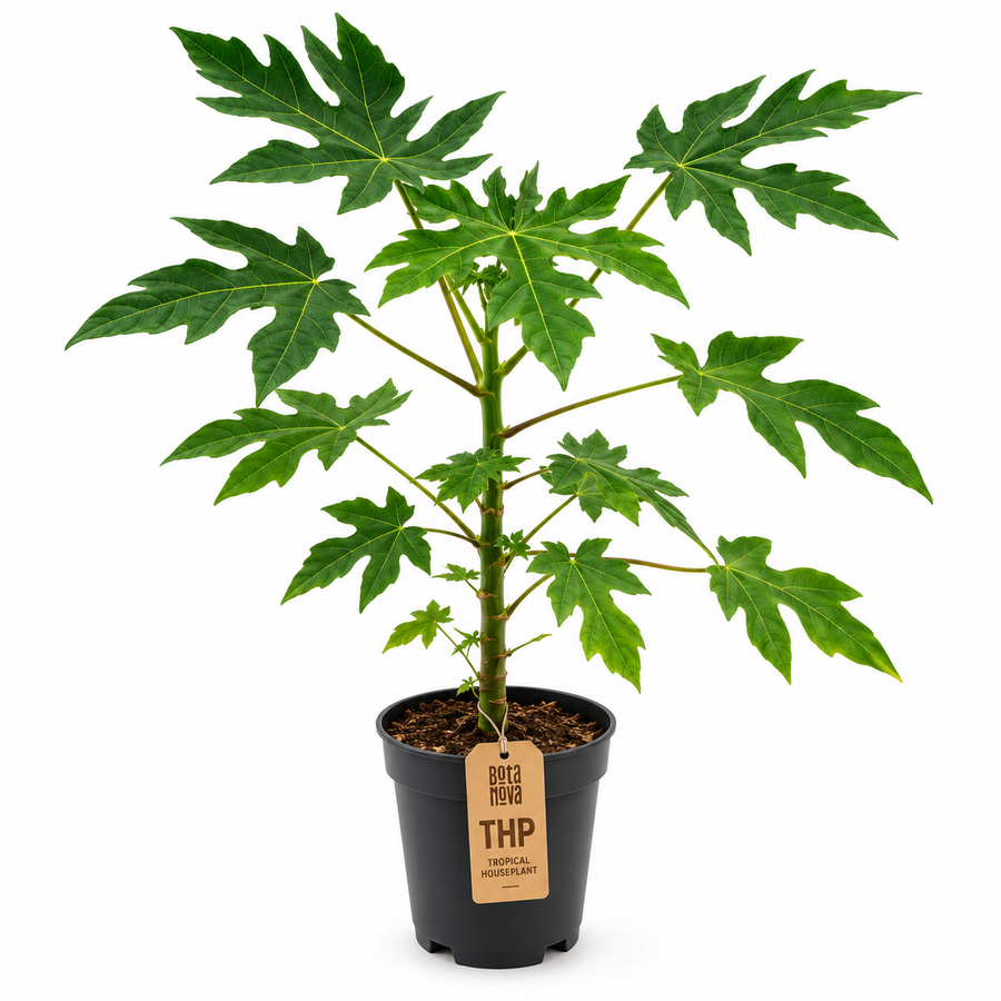 Carica papaya papajaplant | 14 cm pot | 40 cm hoog