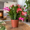 Schlumbergera truncata Flame Duo gemengd | 9 cm pot | 17 cm | per stuk