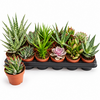 Succulenten gemengd | 8 cm pot | 13 cm hoog | per stuk