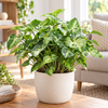 Syngonium 'Pixie' | 12 cm pot | 30 cm hoog