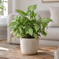 Syngonium 'Pixie' terrarium en kamerplant | 12 cm pot | 30 cm hoog