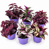 Tradescantia gemengd | 7 cm pot | 10 cm hoog | per stuk