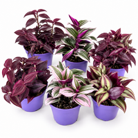 Tradescantia gemengd diverse soorten | 7 cm pot | circa 10 cm hoog | verkoop per stuk