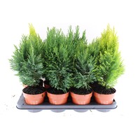 Coniferen gemengd | ca. 45 cm hoog | 13 cm pot | diverse soorten | verkoop per stuk